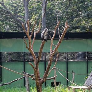 Phayre's Leaf Langur