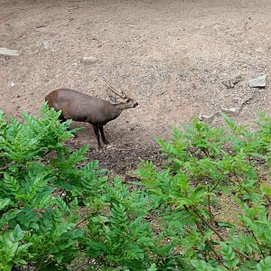 Hog deer