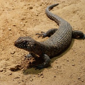 Cunningham's skink -Aquarium Berlin (2024)