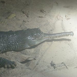 Gharial -Aquarium Berlin (2024)