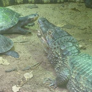 Spectacled caiman and Yellow-spotted river turtle -Aquarium Berlin (2024)