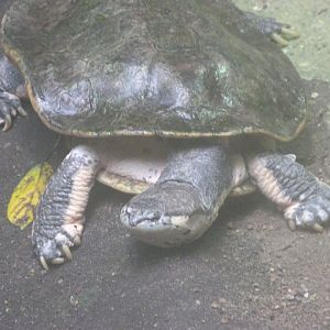 Hilaire’s side-necked turtle -Aquarium Berlin (2024)