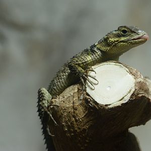 Blue spiny lizard -Aquarium Berlin (2024)