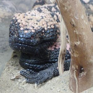 Gila monster -Aquarium Berlin (2024)