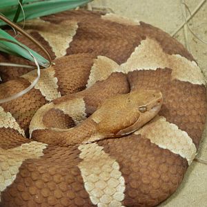 Eastern copperhead -Aquarium Berlin (2024)