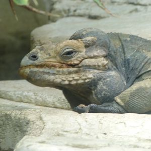 Hispaniola rhinoceros iguana -Aquarium Berlin (2024)