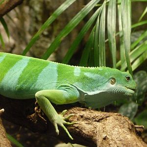 Central Fijian banded iguana -Aquarium Berlin (2024)