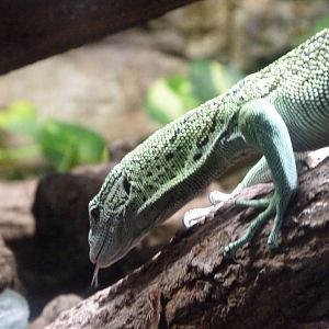 Yellow tree monitor -Aquarium Berlin (2024)