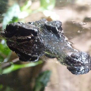 Smooth-fronted caiman -Aquarium Berlin (2024)