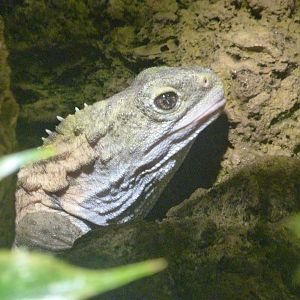 Common tuatara -Aquarium Berlin (2024)