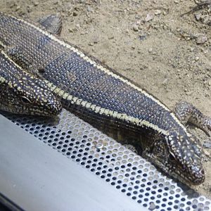 Giant plated lizard -Aquarium Berlin (2024)