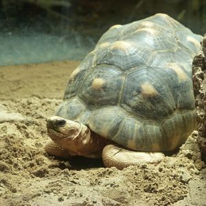 Radiated tortoise -Aquarium Berlin (2024)