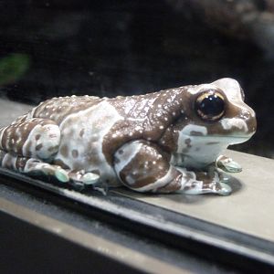 Amazon milk frog -Aquarium Berlin (2024)