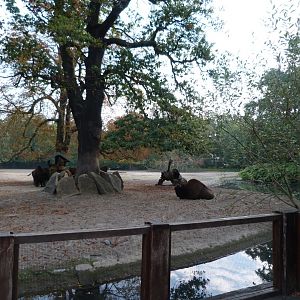 American wood bison exhibit -Tierpark Berlin (2024)