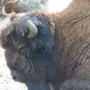 American wood bison -Tierpark Berlin (2024)