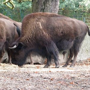 American wood bison -Tierpark Berlin (2024)