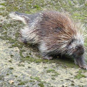 North American porcupine -Tierpark Berlin (2024)