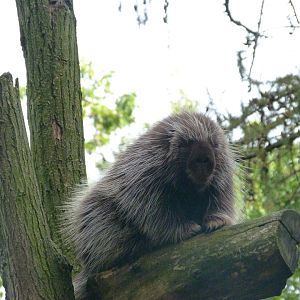 North American porcupine -Tierpark Berlin (2024)