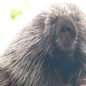 North American porcupine -Tierpark Berlin (2024)