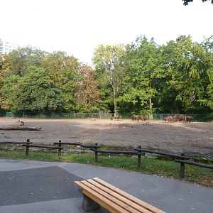 European bison exhibit -Tierpark Berlin (2024)