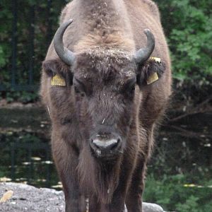 European bison -Tierpark Berlin (2024)
