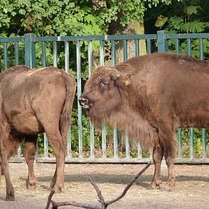 European bison -Tierpark Berlin (2024)