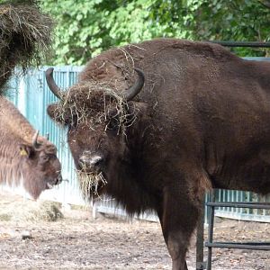 European bison -Tierpark Berlin (2024)