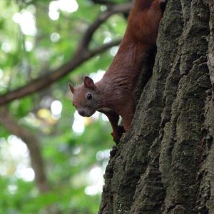 Eurasian red squirrel -Tierpark Berlin (2024)