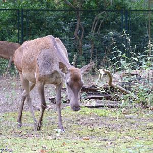 Barbary deer -Tierpark Berlin (2024)