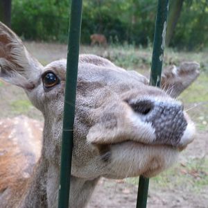 Barbary deer -Tierpark Berlin (2024)