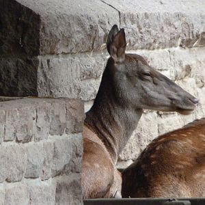 Barbary deer -Tierpark Berlin (2024)