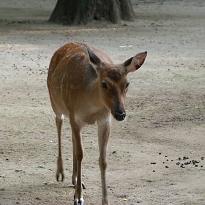 Vietnamese sika -Tierpark Berlin (2024)