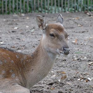 Vietnamese sika -Tierpark Berlin (2024)