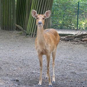 Barasingha -Tierpark Berlin (2024)