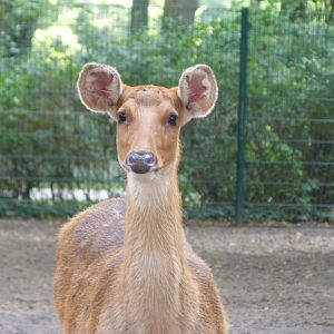 Barasingha -Tierpark Berlin (2024)