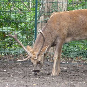 Barasingha -Tierpark Berlin (2024)