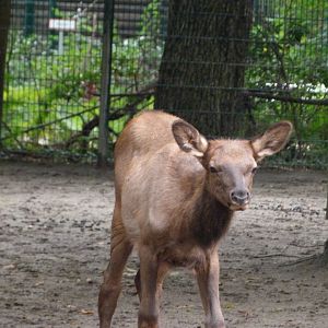 Manitoba wapiti -Tierpark Berlin (2024)