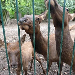 Manitoba wapiti -Tierpark Berlin (2024)