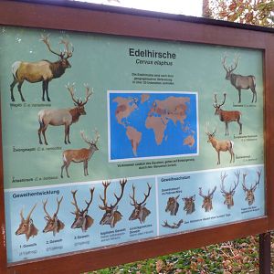 Now outdated "Cervus elaphus" sign -Tierpark Berlin (2024)