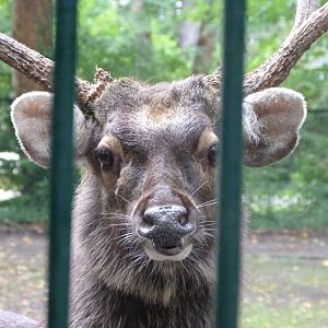 Indian sambar -Tierpark Berlin (2024)