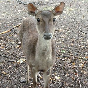 Javan rusa -Tierpark Berlin (2024)
