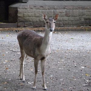 Javan rusa -Tierpark Berlin (2024)