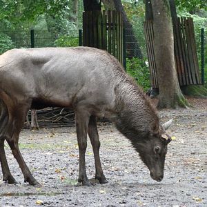 Altai maral -Tierpark Berlin (2024)