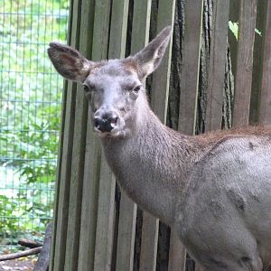 Altai maral -Tierpark Berlin (2024)