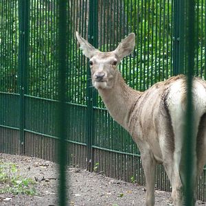 Bactrian deer -Tierpark Berlin (2024)