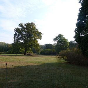 Western great bustard exhibit -Tierpark Berlin (2024)