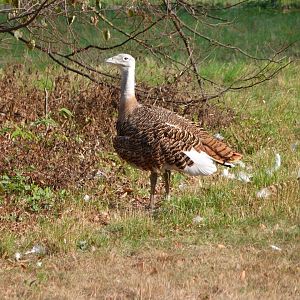 Western great bustard -Tierpark Berlin (2024)