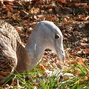 Western great bustard -Tierpark Berlin (2024)