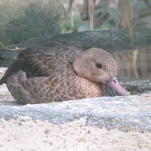 Madagascar teal -Tierpark Berlin (2024)