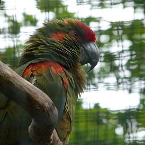 Red-fronted macaw -Tierpark Berlin (2024)